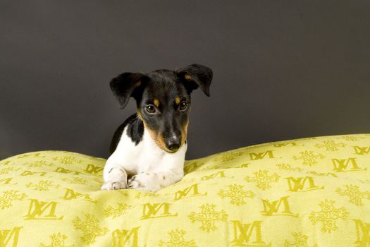 a laying jackrussel terrier
