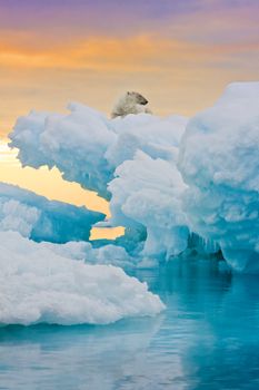Polar bear sitting on frozen ice outcrop.  Vertically framed shot.