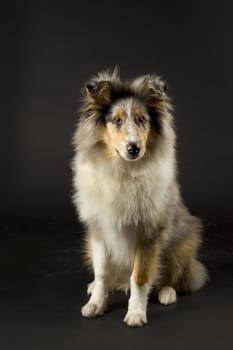 a beautiful dog, a collie