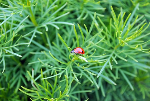 ladybug on grass