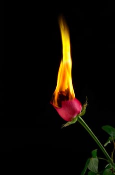 Image of a red rose burning and in flames