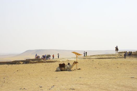 Arabian camel in desert