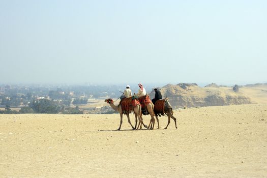 Arabian men in desert on camels