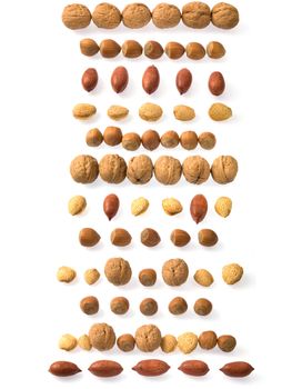 Set of rows of different nuts (walnuts, hazelnuts, pecans and almonds) against white background.