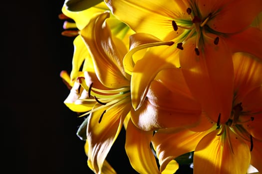 Bouquet of colorful lily on dark background