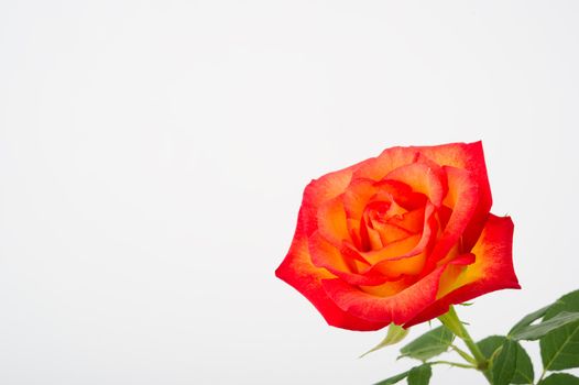 Close up image of a beautiful sunsest rose with leaves