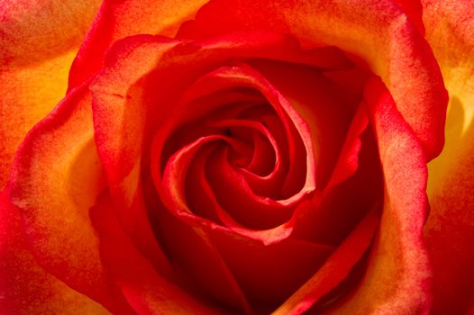 Close up image of a beautiful sunsest rose