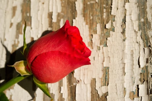 Image of a single red rose on rustic background