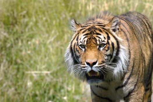 Image of a tiger hunting in long grass looking towards the camera