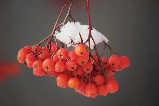 There has come winter. Snow has dropped out. Mountain ash berries fell asleep snow. They under snow bright red, beautiful.