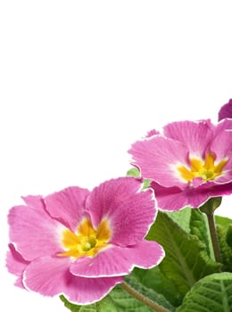 Flowers of purple begonia. Macro