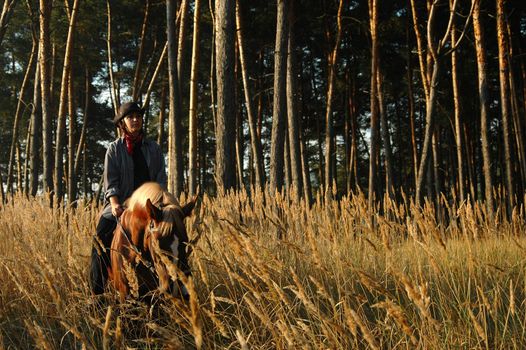 Cowboy with a horse in the field of wheat