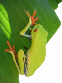 close up of a big red eyed tree frog hanging on a leaf with a white background