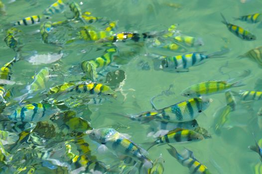 a lot of yellow and blue striped tropical fishes swimming in the sea