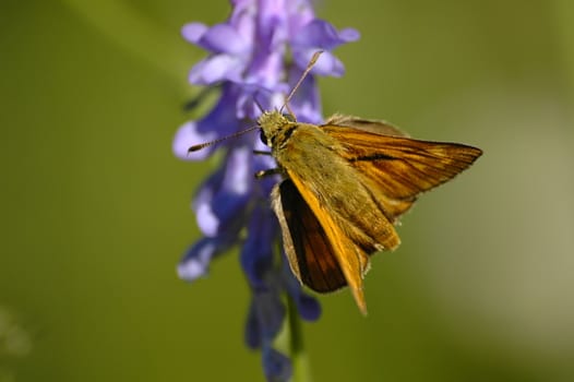 butterfly bloom background blue purple