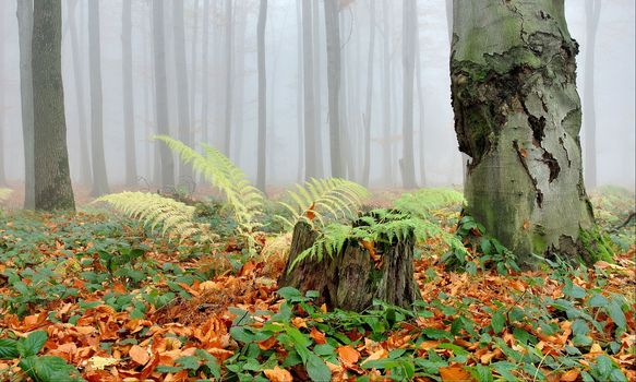 autumn in czech forest with fern and leaves