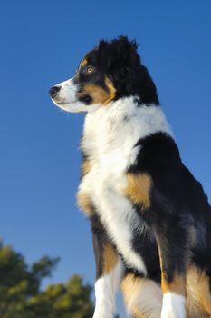 Young dog (cross between a Border Collie and an Appenzeller), sitting watchful, against a blue sky.