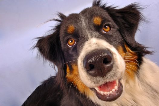 Colse up portrait of a collie dog against the sky.