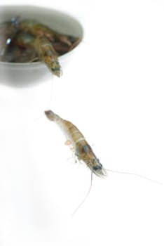 raw fresh alive shrimps on a bowl over white background