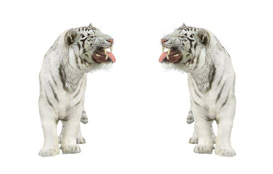 Two tigers. Who is stronger?