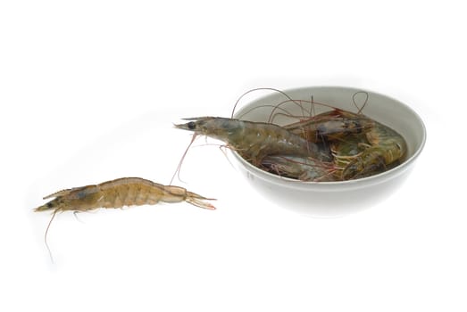 raw fresh alive shrimps on a bowl over white background