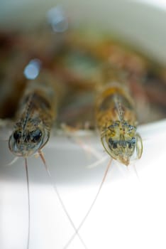 raw fresh alive shrimps on a bowl over white background