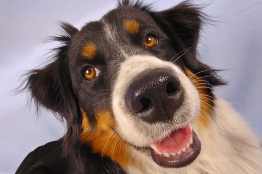 Close up portrait of a young dog.