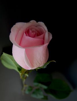 Pink fresh rose on black background with leaves