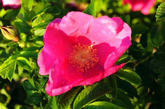 colorful close-up of pink dog rose (brier) on spring bush