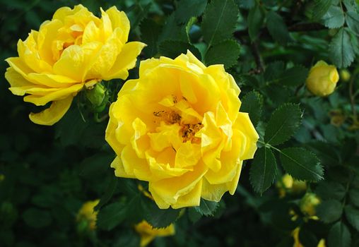 bush of yellow roses in spring garden