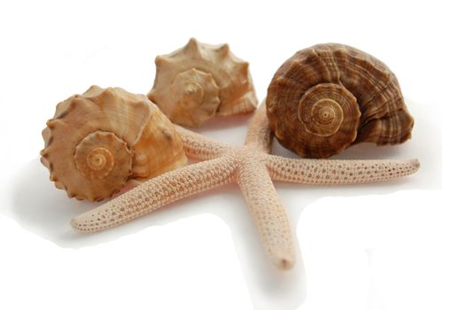 starfish and shells of different colors isolated on white