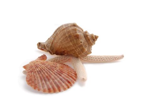 starfish and shells of different colors isolated on white with shadows