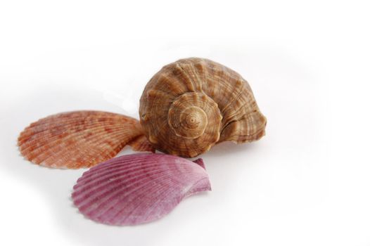 starfish and shells of different colors isolated on white