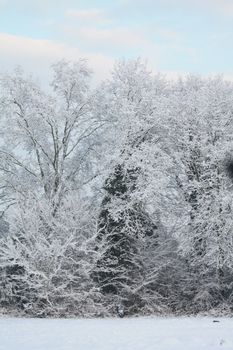 White frozen trees against a soft blue landscape