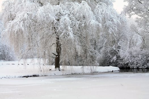 A winter forest with frozen trees and an icy pond with ducks