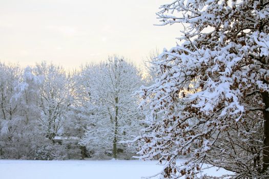 A group of frozen trees and a very pale winter sunrise