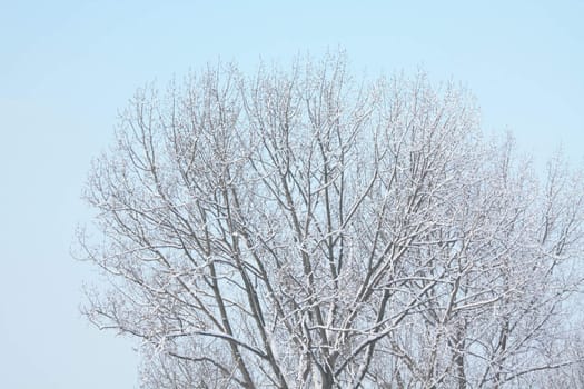 A tree covered in sniow and a clear blue sky