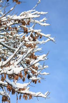 A tree covered in sniow and a clear blue sky