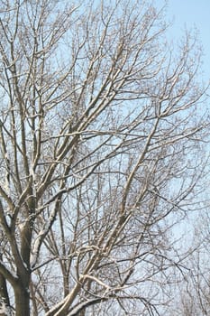 A tree covered in sniow and a clear blue sky