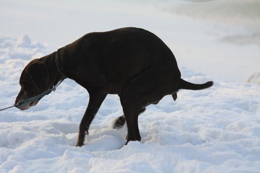 A pointer answering to the call of nature during winter
