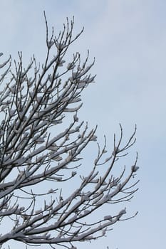 A tree covered in sniow and a clear blue sky