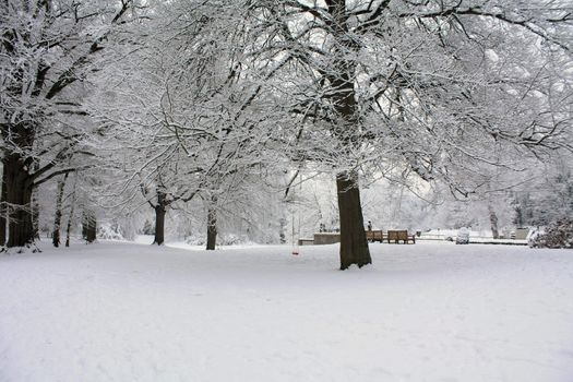 A fairytale white forest with frozen trees