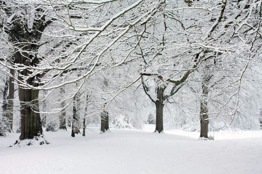 A winter forest with frozen trees and an icy pond 