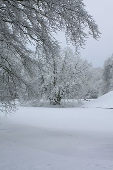 Frosted trees and a frozen pond in a winter forest