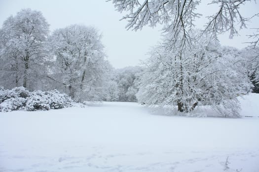 A white winter forest with frosted trees 