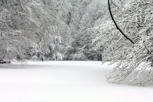 Frosted trees and a path all covered in snow in a winter forest