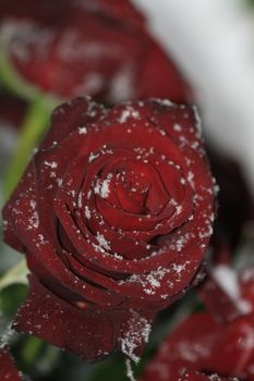 A solitaire red rose in the snow