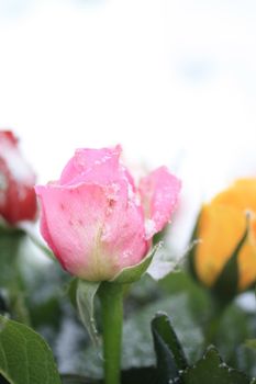 Small snow crystals on a pink rose