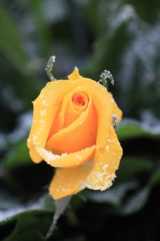 Small snow crystals on a yellow rose