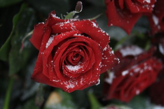 A solitaire red rose in the snow